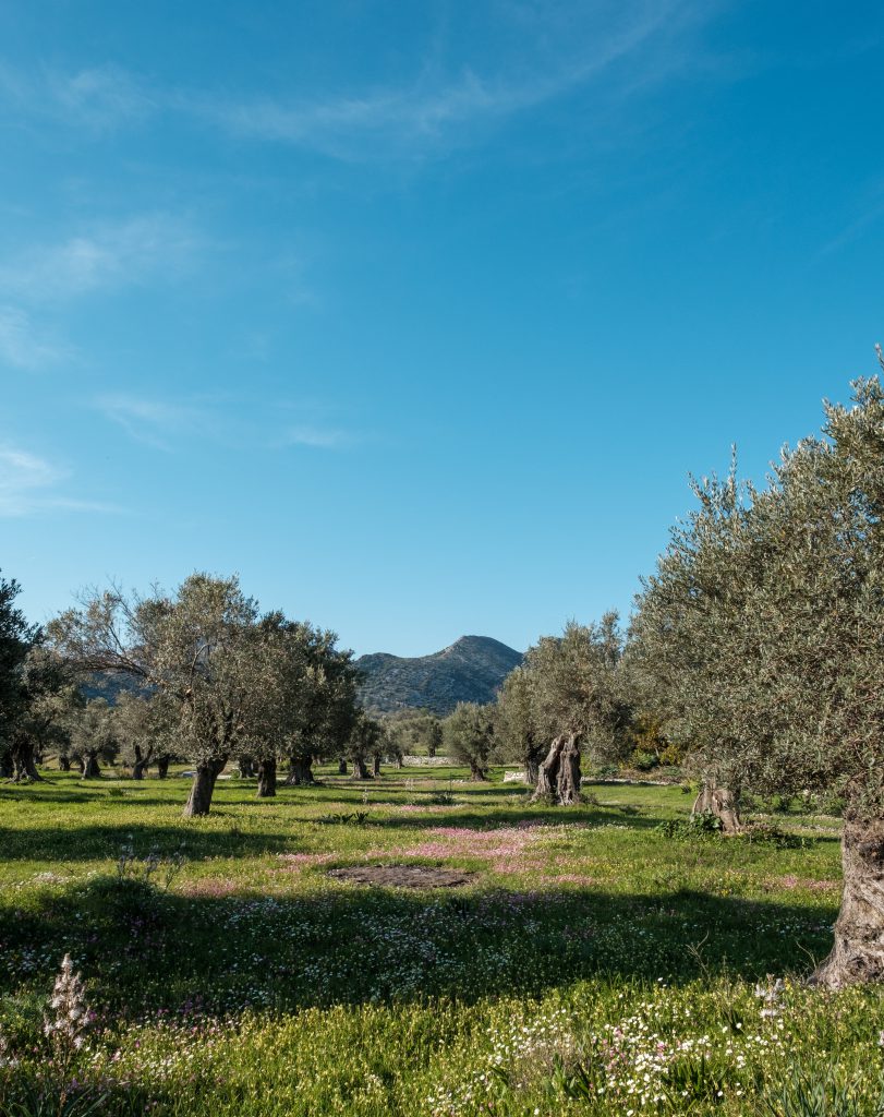 Olive trees